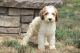 Goldendoodle Puppies for sale in 167 Rose Ct, Newport News, VA 23601, USA. price: NA