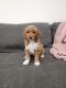 Goldendoodle Puppies for sale in Riverton, UT, USA. price: $1,500