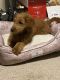 Goldendoodle Puppies for sale in 11 Stark Ct, Newark, DE 19702, USA. price: NA
