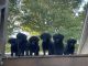 Goldendoodle Puppies for sale in White Mills, KY 42788, USA. price: $400
