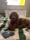Goldendoodle Puppies for sale in Adel, IA 50003, USA. price: $1,000