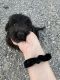 Goldendoodle Puppies for sale in Moulton, AL 35650, USA. price: NA