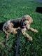 Goldendoodle Puppies for sale in Boston, MA, USA. price: $3,500