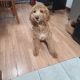 Goldendoodle Puppies for sale in Medford, MA, USA. price: $2,200