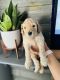 Goldendoodle Puppies for sale in Twin Falls, ID, USA. price: NA