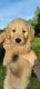 Goldendoodle Puppies for sale in Bemidji, MN 56601, USA. price: NA