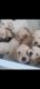 Goldendoodle Puppies for sale in Heath, TX 75032, USA. price: NA
