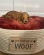 Goldendoodle Puppies for sale in Oregon, WI 53575, USA. price: NA
