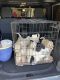 Goldendoodle Puppies for sale in Fort Myers, FL, USA. price: NA