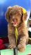 Goldendoodle Puppies for sale in Homosassa, FL, USA. price: $1,500
