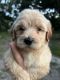 Goldendoodle Puppies for sale in Citra, FL 32113, USA. price: NA