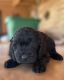 Goldendoodle Puppies for sale in Tucson, AZ, USA. price: $1,200