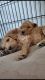 Goldendoodle Puppies for sale in Waxahachie, TX, USA. price: NA
