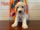 Goldendoodle Puppies for sale in Chandler, TX 75758, USA. price: NA