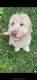 Goldendoodle Puppies for sale in Carrollton, GA 30117, USA. price: $800