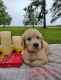 Goldendoodle Puppies for sale in Waynesboro, GA 30830, USA. price: $1,000
