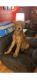 Goldendoodle Puppies for sale in Central Illinois, IL, USA. price: NA