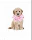 Goldendoodle Puppies for sale in Shelby Twp, MI, USA. price: $2,000