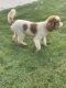 Goldendoodle Puppies for sale in Locust Grove, GA, USA. price: $2,600