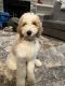 Goldendoodle Puppies for sale in Lyman, SC, USA. price: $900