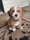 Goldendoodle Puppies for sale in Sea Isle City, NJ 08243, USA. price: $2,500