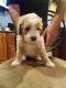Goldendoodle Puppies for sale in Rome, NY 13440, USA. price: NA