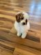 Goldendoodle Puppies for sale in Dallas, TX, USA. price: $300