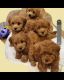 Goldendoodle Puppies for sale in Dunellen, NJ 08812, USA. price: NA