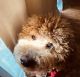 Goldendoodle Puppies for sale in Tulsa, OK, USA. price: $750