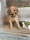 Goldendoodle Puppies for sale in East Earl, PA 17519, USA. price: $1,200