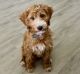 Goldendoodle Puppies for sale in Destin, FL 32541, USA. price: NA