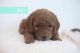 Goldendoodle Puppies for sale in Alpine, UT 84004, USA. price: NA
