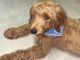 Goldendoodle Puppies for sale in Kissimmee, FL, USA. price: $2,000