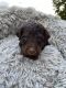 Goldendoodle Puppies for sale in Clinton, AR 72031, USA. price: NA