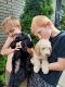 Goldendoodle Puppies for sale in Hartford, KY, USA. price: $900