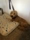 Goldendoodle Puppies for sale in Ashford Embry Hills, 3207 Henderson Mill Rd, Atlanta, GA 30341, USA. price: $1,500