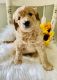 Goldendoodle Puppies for sale in Carnesville, GA 30521, USA. price: $1,800
