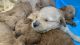 Goldendoodle Puppies for sale in Visalia, CA, USA. price: $2,500