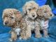 Goldendoodle Puppies for sale in Kaysville, UT 84037, USA. price: $3,000