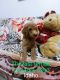 Goldendoodle Puppies for sale in Meridian, ID, USA. price: $1,000