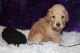 Goldendoodle Puppies for sale in Bloomington, IN, USA. price: $1,000