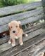 Goldendoodle Puppies for sale in Commerce, GA, USA. price: NA