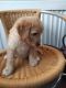 Goldendoodle Puppies for sale in Brookfield, IL, USA. price: $1,000