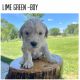 Goldendoodle Puppies for sale in Bloomfield, NM 87413, USA. price: NA