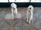 Goldendoodle Puppies for sale in Tampa, FL, USA. price: $450