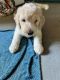 Goldendoodle Puppies for sale in Madison, MS 39110, USA. price: $1,200