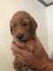 Goldendoodle Puppies for sale in Winston-Salem, NC, USA. price: $1,100