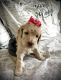 Goldendoodle Puppies for sale in Victorville, CA, USA. price: $2,800