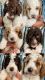 Goldendoodle Puppies for sale in Apopka, FL 32703, USA. price: $1,800