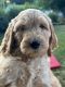 Goldendoodle Puppies for sale in Flint Twp, MI, USA. price: NA